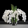 Elegant White Orchids With Fresh Green Leaves In Glass Vase Decorative Arrangement