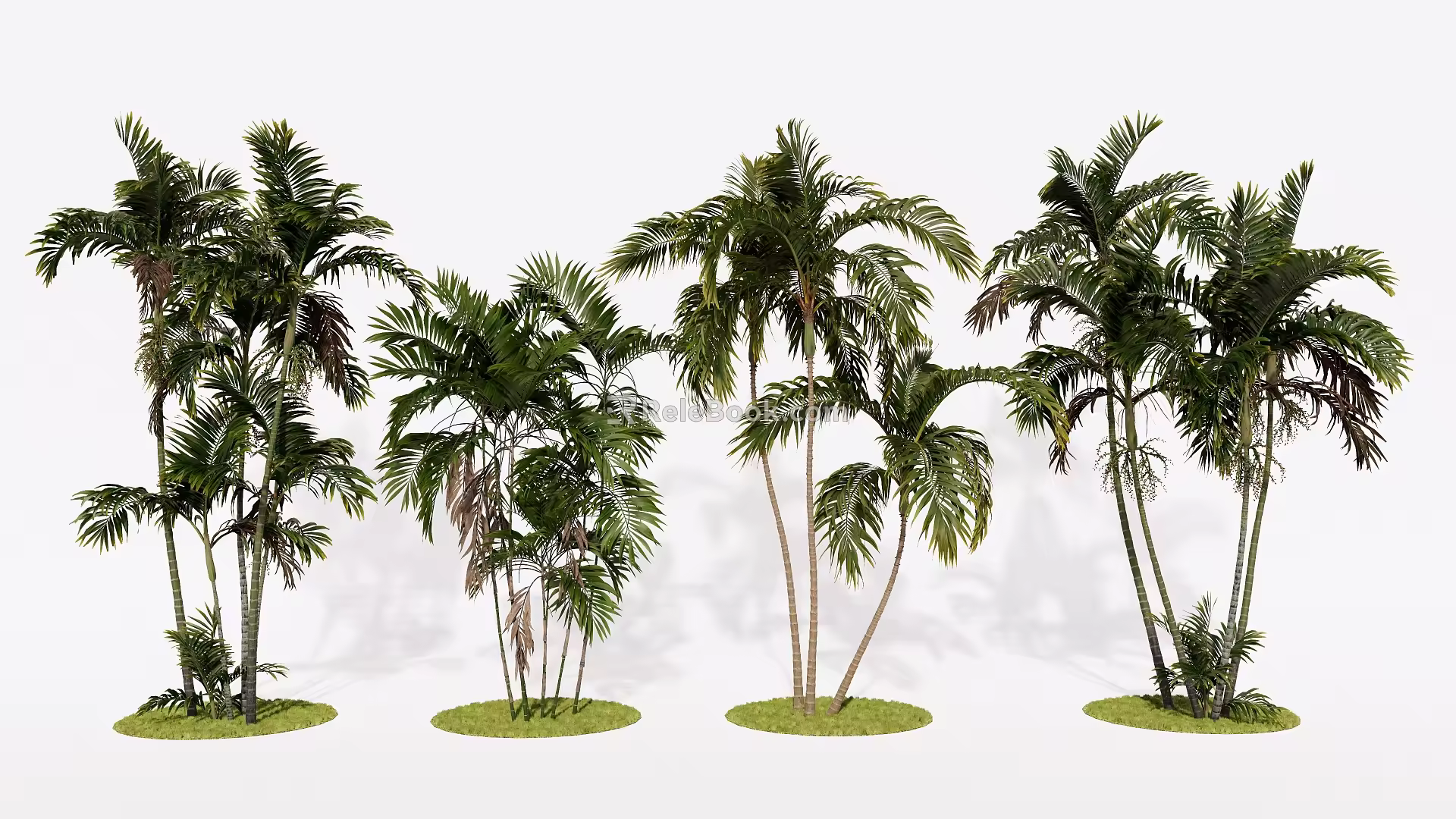 Modern Green Tree Palm Coconut Tree Dawang Coconut Landscape Tree 3d model