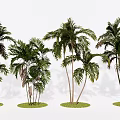Modern Green Tree Palm Coconut Tree Dawang Coconut Landscape Tree 3d model