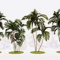 Modern Green Tree Palm Coconut Tree Dawang Coconut Landscape Tree 3d model