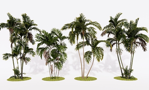 Modern Green Tree Palm Coconut Tree Dawang Coconut Landscape Tree 3d model