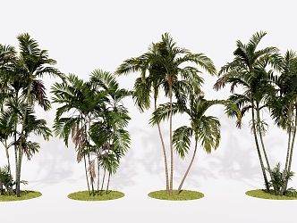 Modern Green Tree Palm Coconut Tree Dawang Coconut Landscape Tree 3d model