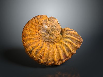 Chi chrysanthemum stone ancient fossil stone chrysanthemum fossil items 3d model