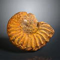 Chi chrysanthemum stone ancient fossil stone chrysanthemum fossil items 3d model