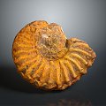 Chi chrysanthemum stone ancient fossil stone chrysanthemum fossil items 3d model