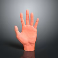 Orange 3D Human Hand Organ Model With Extended Fingers And Palm Up