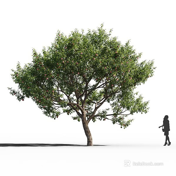 Arbor Tree With Lush Green Foliage And Red Fruits Near Standing Person 3d model 
