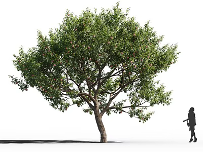 Arbor Tree With Lush Green Foliage And Red Fruits Near Standing Person 3d model