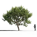Arbor Tree With Lush Green Foliage And Red Fruits Near Standing Person