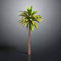 Tall Tropical Palm Tree With Green Yellow Leaves Brown Trunk Isolated On Grey Background