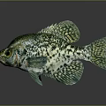Vivid Green Spotted Fish with Intricate Scales and Clear Reflection on Gray Background