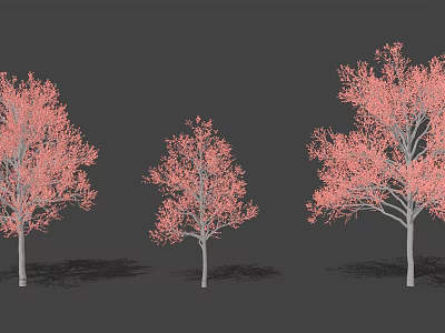 Three Arbor Trees With Pink Flowers And White Trunks On Gray Background 3d model