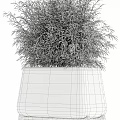 Variety of Bonsai Potted Plants With Concrete Planters and Grass Bamboo Shrub