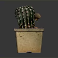 Green Spiky Cactus Plant in Square Terracotta Pot with Brown Base