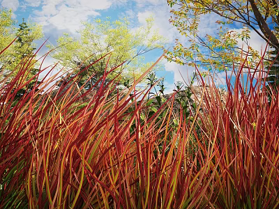 Red and Yellow Shrubs in Garden with Blue Sky White Clouds and Other Trees 3d model