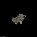 Fluffy White Blossoms In Textured Ceramic Vases For Elegant Home Decor