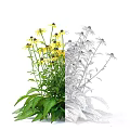 Rudbeckia fulgida Shrub With Yellow Flowers And Green Leaves For Garden Landscape