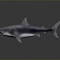 Realistic Grey Shark With Sharp Teeth And Swimming Posture In Marine Environment 3d model