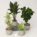 Tropical and Palm Leafy Indoor Plants in Modern Ceramic Planters with Concrete Stand