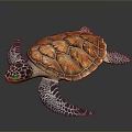Turtle Cartoon Turtle Snapping Turtle Chickbill Turtle Reptile Cold Blooded Animal Reptile Class 3d model