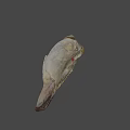 Ancient Fossil Skull Specimen Number 44 85 From Science Lab University of Nevada