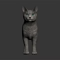 Gray Striped Cat Standing On Dark Background With Realistic Fur Texture