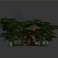 Green Bonsai Plants With Lush Leaves Brown Trunks And Decorative Stones