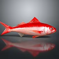 Vibrant Red Fish With Bright Fins And Tail On Grey Background Showing Clear Reflection
