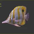 Colorful Butterflyfish With Yellow Stripes Pointed Snout Black Spot And Orange Eyes On Dark Background