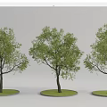 Three Arbor Trees With Lush Green Foliage On Circular Grass Plots 3d model