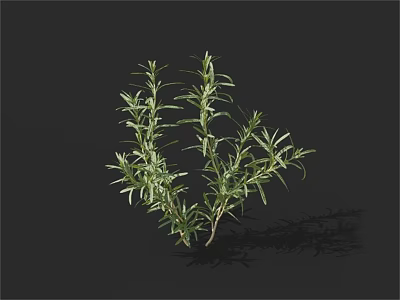 Lush Green Herb Plant With Slender Leaves And Multiple Branches On Black Background 3d model
