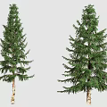 Two Tall Evergreen Arbor Trees With Lush Spreading Foliage And Light Colored Trunk