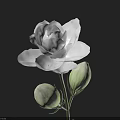 Blooming White Flower With Green Buds On Dark Background For Garden Decor