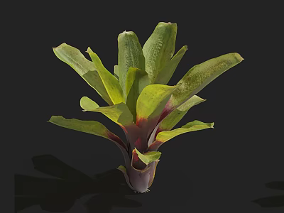 Lush Tropical Plant With Green Leaves Red Edges And Clustered Foliage 3d model