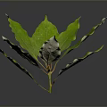 Fresh Vibrant Green Leafy Plant With Multiple Leaves On Dark Background