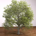 Modern Tree Big Tree 3d model