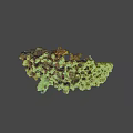 Detailed Green Branched Coral Like Biological Structure Against Black Background