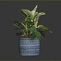 Green Leafy Plant in Blue Textured Pot on Dark Background with Healthy Lush Foliage