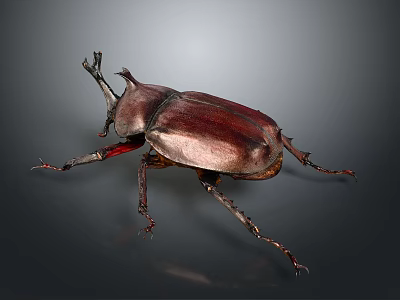 Isolated Maroon Horned Beetle with Detailed Legs on Dark Gradient Background 3d model