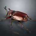 Isolated Maroon Horned Beetle with Detailed Legs on Dark Gradient Background