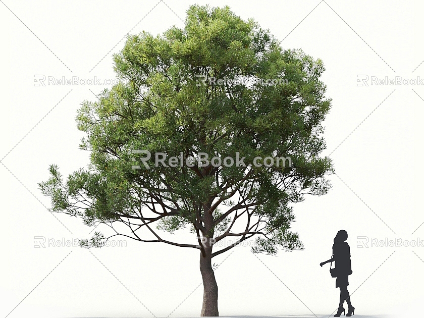 Holly Oak Tree Oak Tree Landscape Tree Forest Big Tree Small Tree Spring Tree Summer Tree Autumn Tree Bodhi Tree Phoenix Tree Banyan Tree 3d model