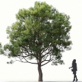 Holly Oak Tree Oak Tree Landscape Tree Forest Big Tree Small Tree Spring Tree Summer Tree Autumn Tree Bodhi Tree Phoenix Tree Banyan Tree 3d model