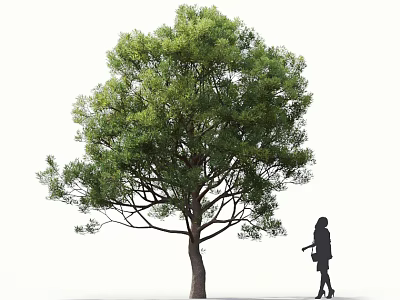Lush Arbor With Green Leaves And Thick Trunk Featuring Woman Silhouette Walking Beside 3d model