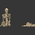 3D Rendered Human Skeleton Models Displaying Sitting And Lying Organ Structures