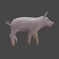 Cute Pink Pig 3D Model as Game Movie Character in Rendered Scene