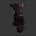 Brindle Brown French Bulldog With White Chest Standing On Dark Glossy Surface And Gray Background
