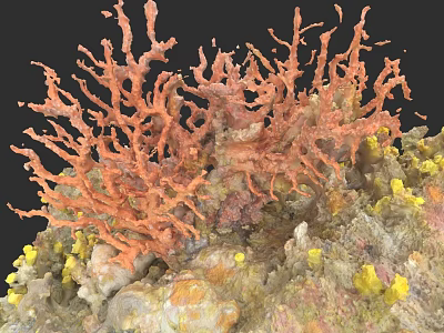 Botanical Painting of Vibrant Orange Coral with Yellow Accents and Textured Base 3d model