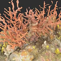 Botanical Painting of Vibrant Orange Coral with Yellow Accents and Textured Base