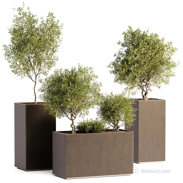 Lush Green Bonsai Trees in Modern Square Brown Planters with Varied Heights 3d model 