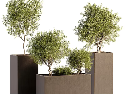 Lush Green Bonsai Trees in Modern Square Brown Planters with Varied Heights 3d model